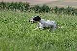 SETTER ANGLAIS 298